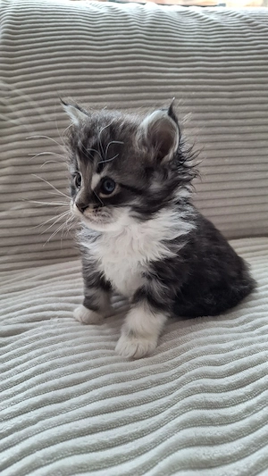 Maine Coon Kitten Katze Kater 