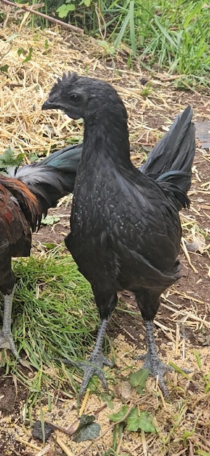 Junger Ayam Cemani Hahn abzugeben 