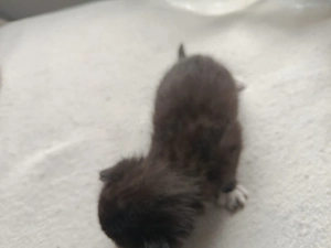 Katzen kitten