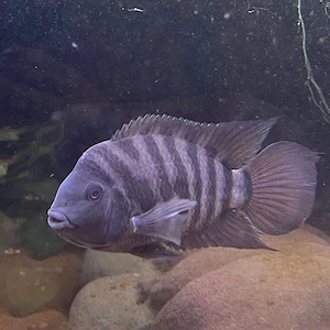 Zebrabuntbarsch 3 Stück Bild 2