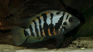Zebrabuntbarsch 3 Stück