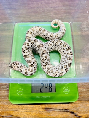 0.1 Heterodon nasicus Superarctic