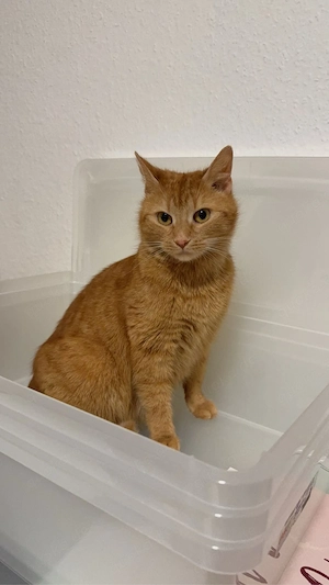 orangene Katze 