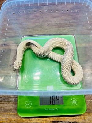 0.1 Heterodon nasicus Toxic Superconda