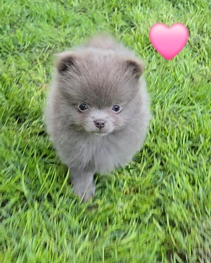 zuckersüße Pomeranian Chihuhua Welpen 