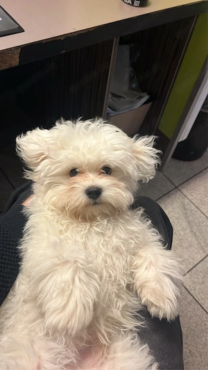 malteser bichon frisé
