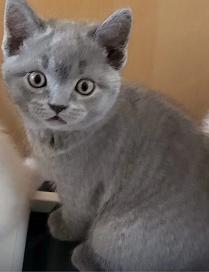 BKH Kitten Abgabebereit