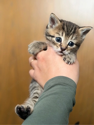 bkh mix kitten 