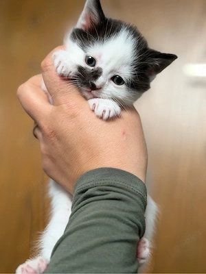bkh mix kitten 