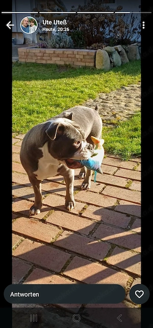Old english bulldog (Alternative)
