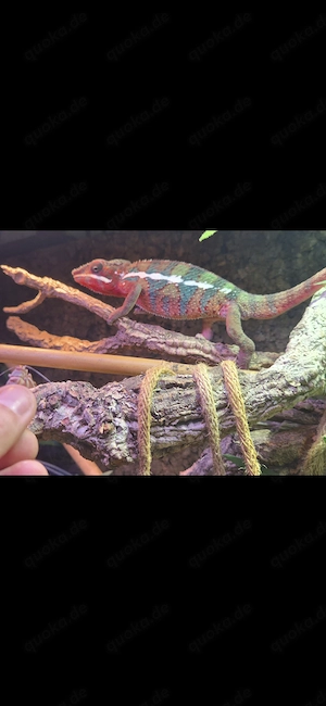 Pantherchamäleon Furcifer pardalis 1.0 Männchen