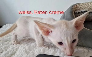 Reinrassige Siamesen kitten 
