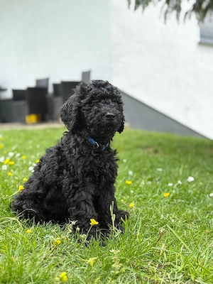 hund doodle
