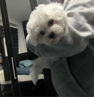 malteser bichon frisé Bild 2