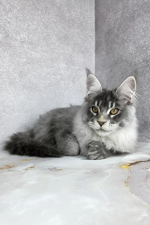 Sanfter Maine-Coon-Kater   Aufgewachsen mit Kindern und vollständig geimpft