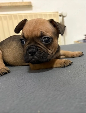 Französische Englische Bulldogge