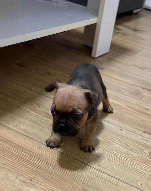 Französische Englische Bulldogge