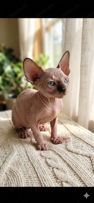 Kanadische - Canadian Sphynx Katzenbabys - Kitten zu verkaufen   Reinrassig