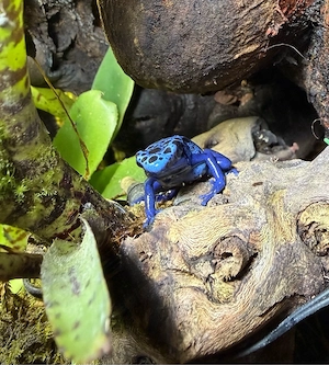 Dendrobates Tinctorius Azureus Pärchen  Bild 4