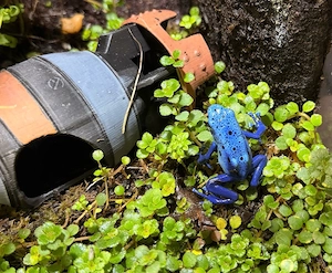 Dendrobates Tinctorius Azureus Pärchen  Bild 2