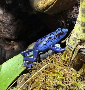 Dendrobates Tinctorius Azureus Pärchen  Bild 3
