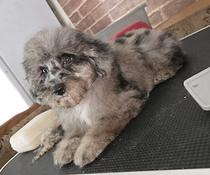 Zwerg Toy Pudel ,wie Malti Poo ,Welpen ab sofort, deutsche Zucht 