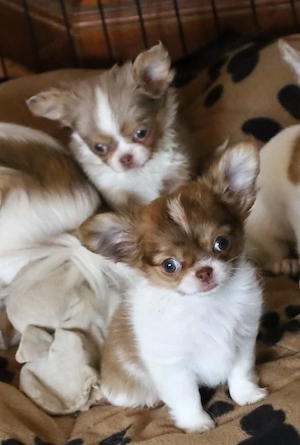 Chihuahua x Chin Chi Mädchen in weiss red schoko brindle 