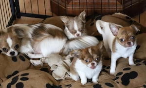 Chihuahua x Chin Chi Mädchen in weiss red schoko brindle 