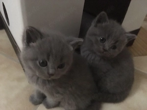 Bkh Mädchen Blue Junge Chocolate Abgabe zum 3.7.2026