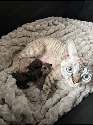 Devon Rex Kitten Stammbaum 