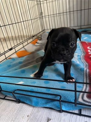 Französische Englische Bulldogge