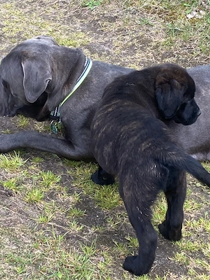 Cane Corsa Welpen zu verkaufen !
