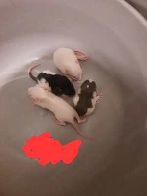 Ratteb babys suchen 