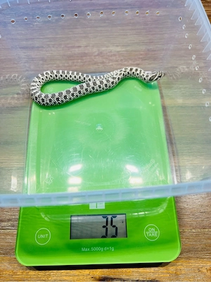 0.1 Heterodon nasicus Axanthic