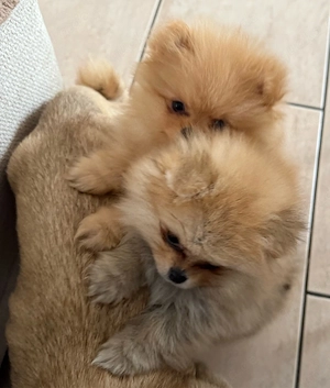 Pomeranian