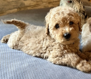 Wunderschöne Maltipoo Welpen 