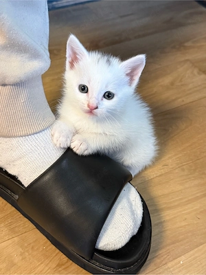 Süẞe kitten abzugeben