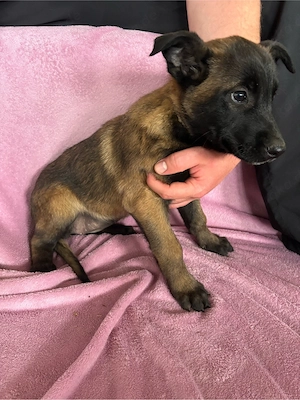 Reinrassige malinois auszugsbereit 
