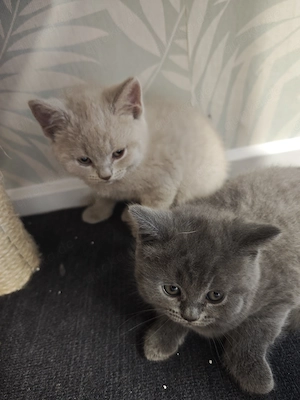 BKH Kitten Blue Süss umzug bereit
