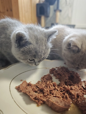 BKH Kitten Blue Süss für dich