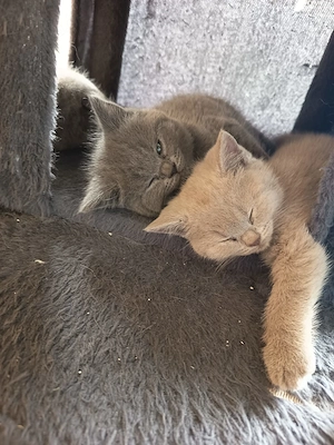 BKH Kitten Blue Süss