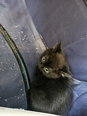 bkh blh kitten 