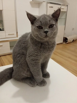 BHK katze liebvoll