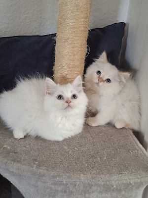 Heilige Birma Perser Kitten, Kätzchen, cats, Katzenbabys, Babykatzen