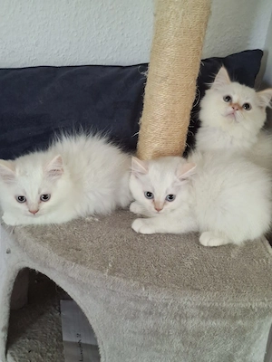 Heilige Birma Perser Kitten, Kätzchen, cats, Katzenbabys, Babykatzen