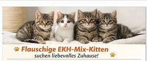 Flauschige EKH Mix Kitten 