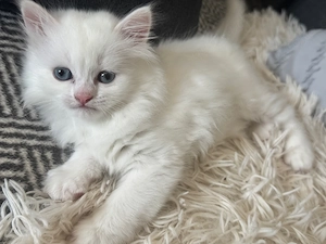 Wunderschönes, weißes Kitten mit blauen Augen sucht ein liebevolles Zuhause
