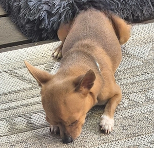 Chihuahua Rüde klein 