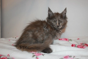 Maine Coon Kitten mit Stammbaum