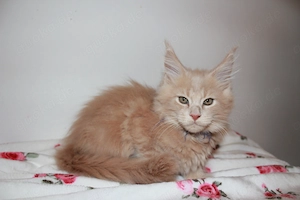 Maine Coon Kitten mit Stammbaum